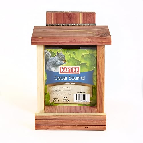 Best Squirrel Feeders