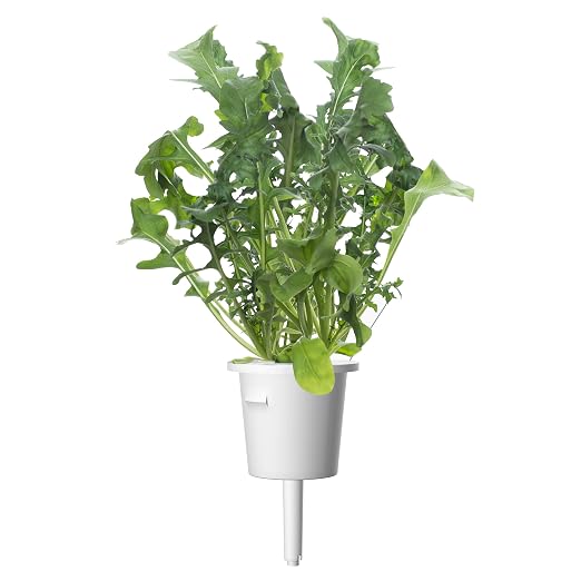 Emsa M5261600 Cápsula de sustrato Click and Grow Rucola, paquete ...