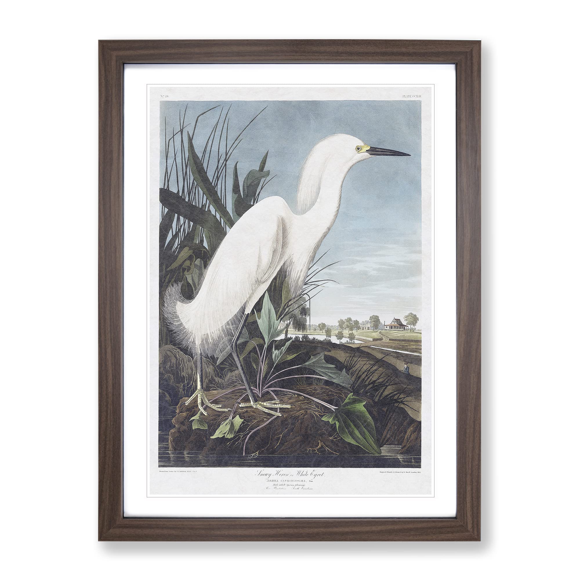 Snowy Heron By John James Audubon Vintage Framed Wall Art Print, Ready to Hang Picture for Living Room Bedroom Home Office Décor, Walnut A4 (34 x 25 cm)