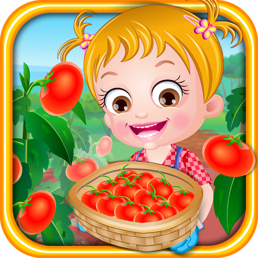 Baby Hazel Tomato Farming