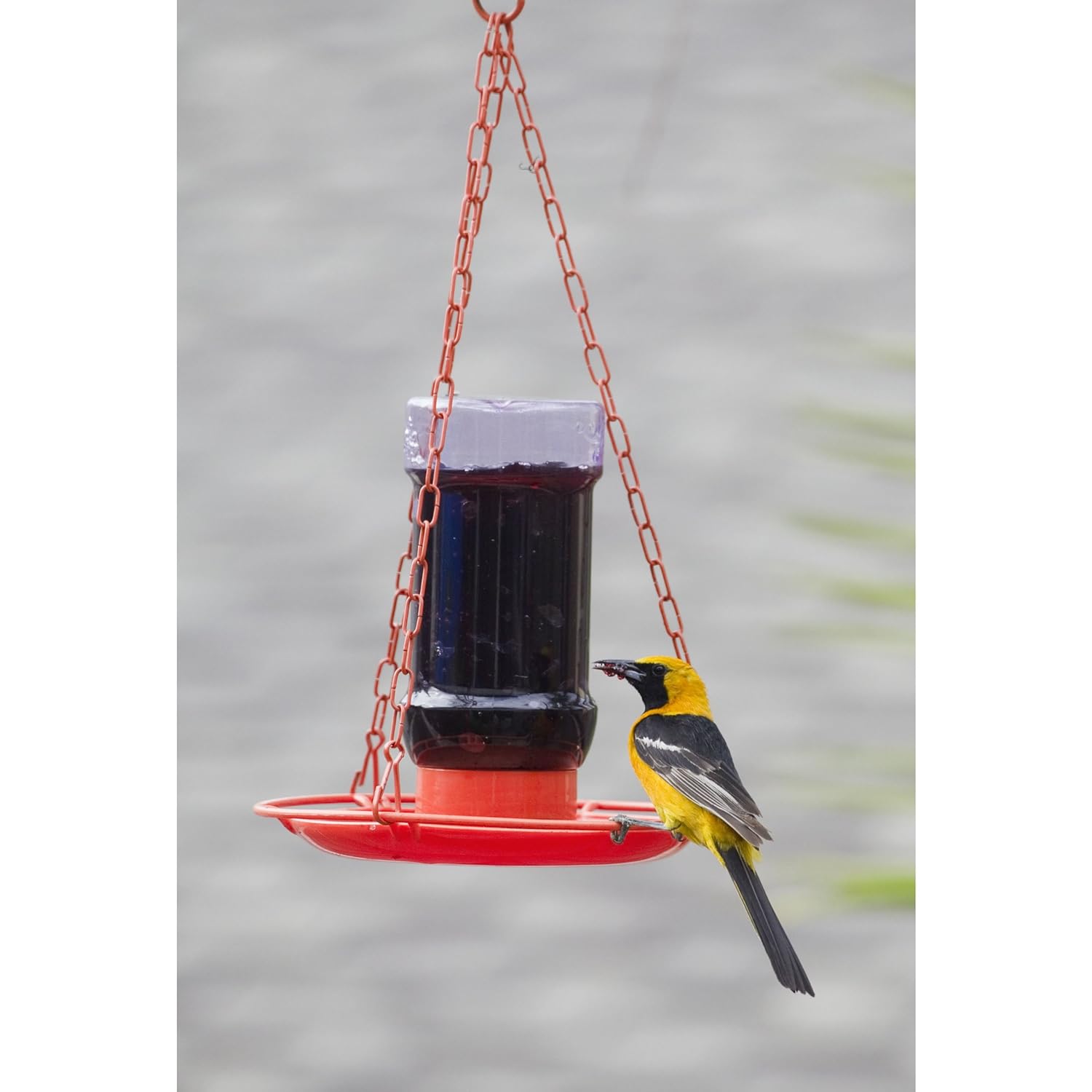 Birds Patio Lawn Garden Feeders Perky Pet 253 Oriole Jelly Wild