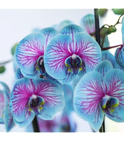 Amazon.com: YOUNG HIP Cover Gal Chichinoe +3 Orchid Seed : Patio