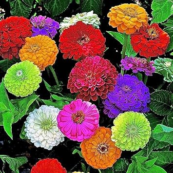 Nelesa Gardening Zinnia Mix Colour Flower Seeds 20 Seeds