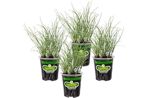 Bonnie Plants Onion Chives - 4 Pack Live Plants, Perennial in Zones 3 - 10, Non-Gmo, Great for Salads, Soups, Potatoes & More