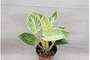 Philodendron Birkin aka White Veined Birkin Live Rare Exotic Tropical Indoor House Plants in Nursery Plant Pot Housewarming Gift Decoration for Home and Office by 3exoticgreen (3" Pot)