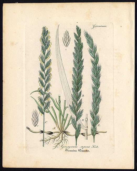 Amazon Com Rare Antique Botanical Print Agropyrum Repens Couch