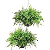 QIANYUN Artificial Hanging Boston Ferns – 2 Pack Large Faux Fern Bushes, UV Resistant Outdoor Hanging Plants for Front Porch, Patio, and Indoor Décor
