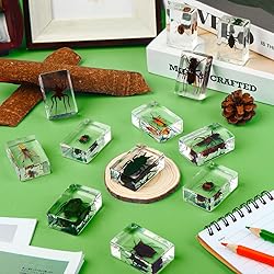 12 Pcs Insect in Resin Specimen Bugs Collection