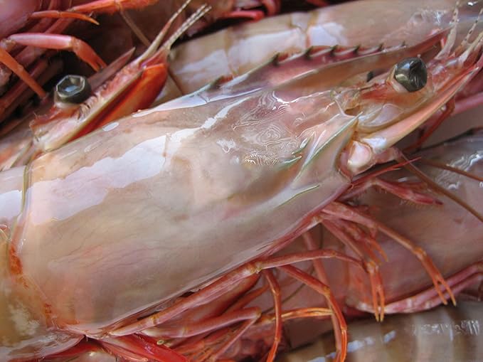 Amazon 赤足シータイガー1 5kg ベルガン湾産 Asksanin 鮮魚 通販