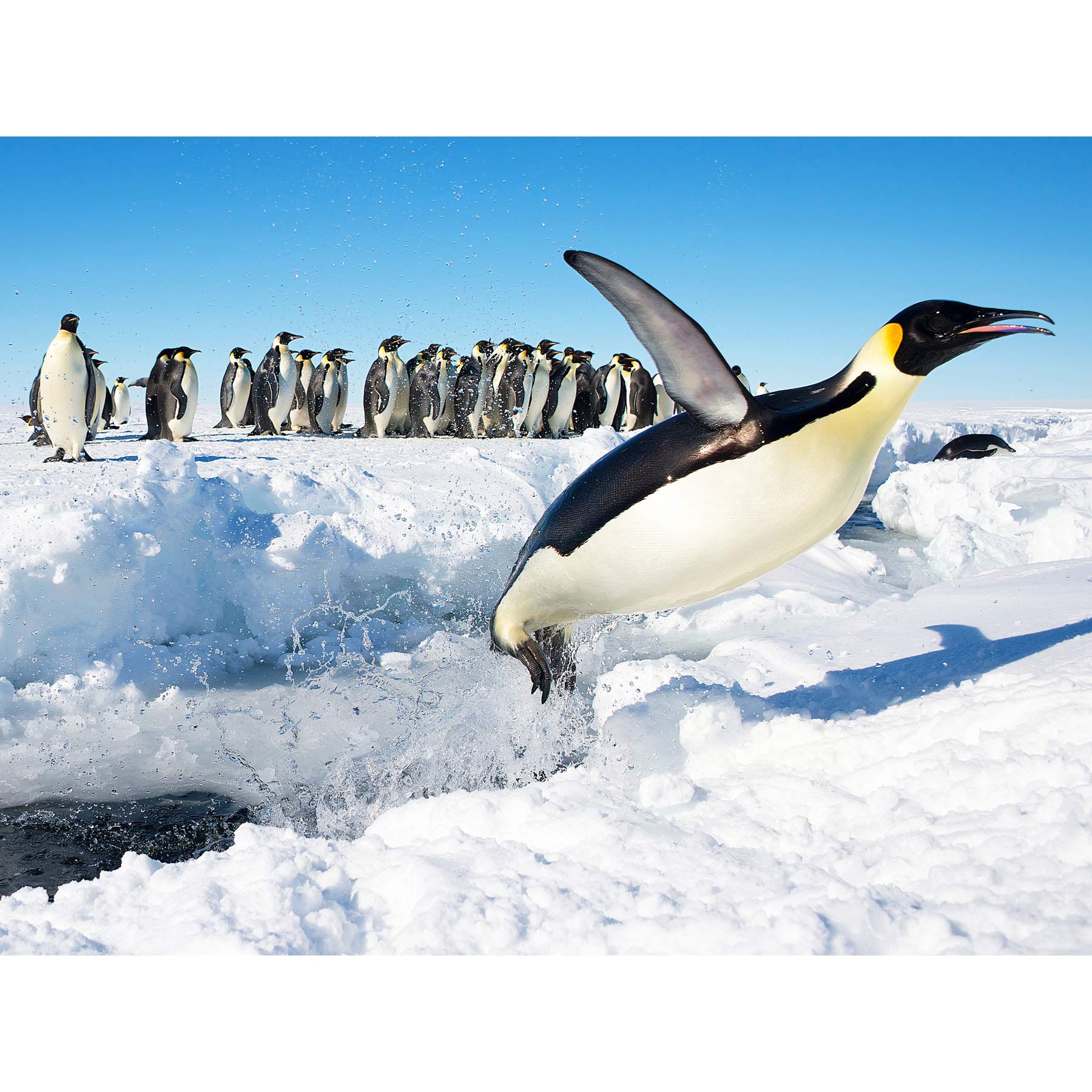 Michel Emperor Penguin Antarctica Jumping From Water Photo Premium Wall Art Canvas Print 18X24 Inch