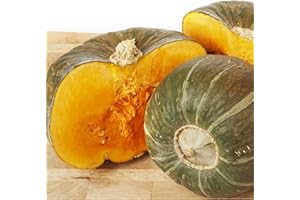 AXEL'S GARDEN SEEDS Winter Squash Seeds for Planting – Plant & Grow Burgess Buttercup Squash – Instructions to Plant Non GMO Heirloom Home Outdoor Vegetable Garden – Great Gardening Gift, 1 Packet