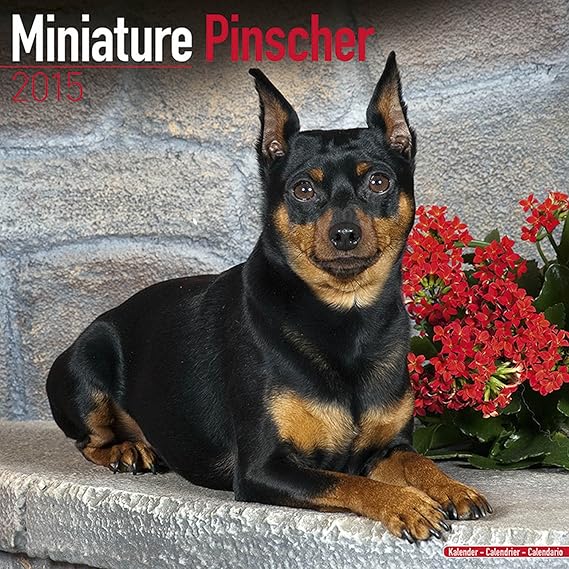 Miniature Pinscher Calendar Breed Specific Miniature Pinscher