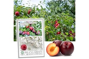 American Red Plum Tree Seeds for Planting, 5 Fruit Seeds Per Packet, (Isla's Garden Seeds), Non GMO & Heirloom Seeds, Botanical Name: Prunus Americana, Great Home Garden Gift