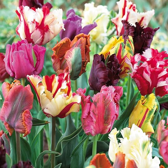 25 Parrot Tulip Bulbs Mixed Millthorpe Plant Centre