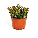 Jade Plant - Crassula ovuta - Easy to Grow - 4" Pot