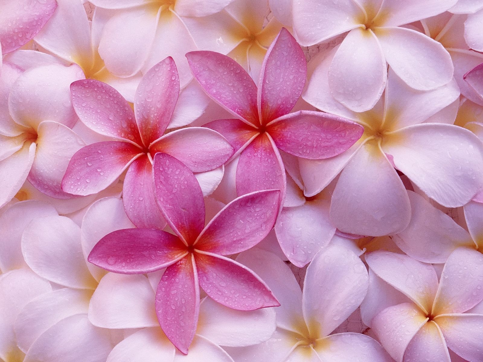 Pink Hawaiian Plumeria 1 Cutting Houseplant Ty3