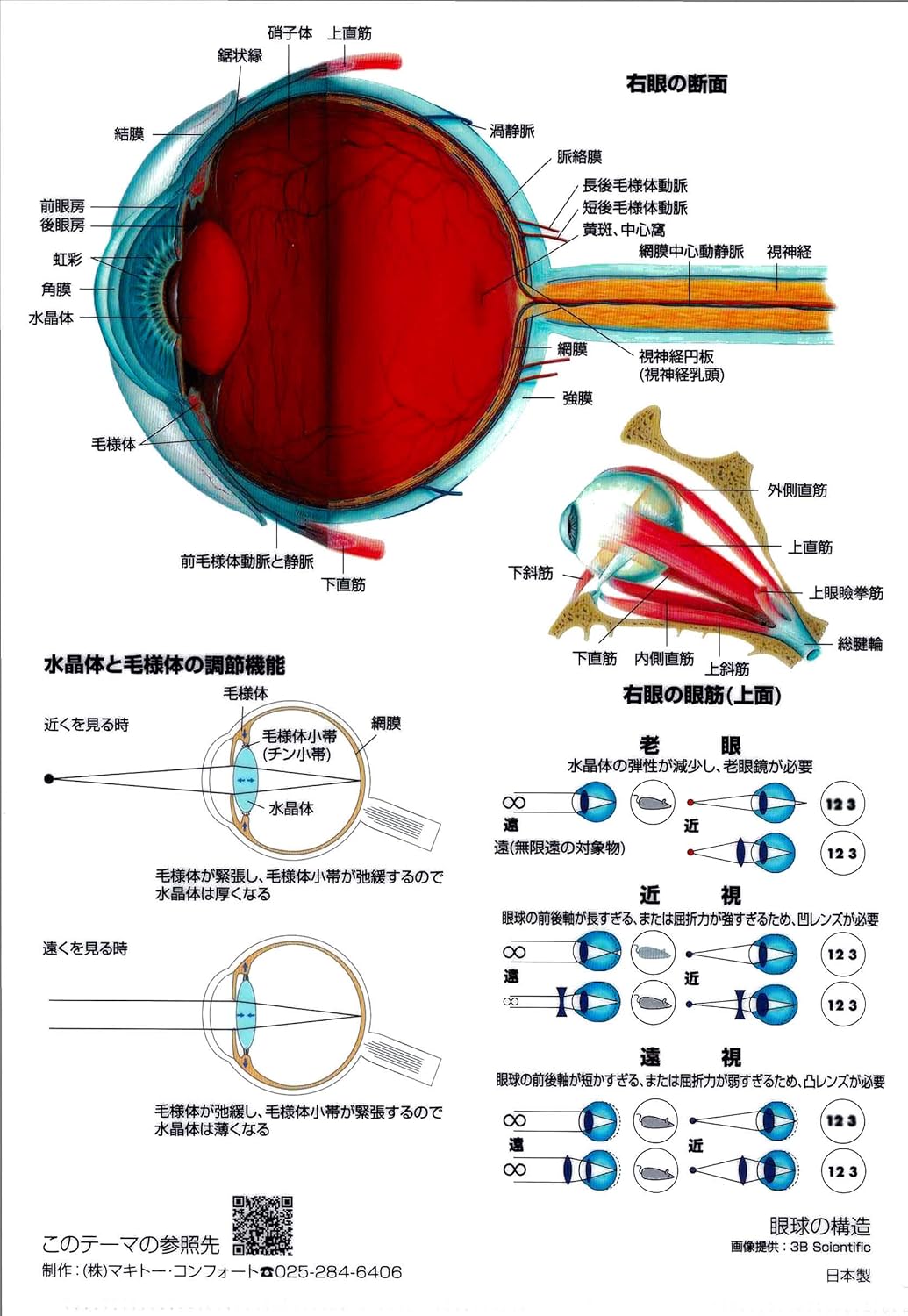 Amazon クリアファイル 眼球の構造 文房具 オフィス用品 文房具 オフィス用品