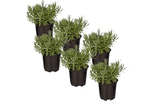 THE THREE COMPANY Live Aromatic and Edible Herb - Lavender (6 Per Pack), Natural Sleep Enhancer, 6" Tall by 4" Wide in 1 Pint Pot