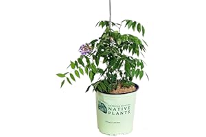 GREEN PROMISE FARMS American Beauties Native Plants - Wisteria frut. 'Amethyst Falls' (American Wisteria) Vine, deep blue-purple flowers, #2 - Size Container