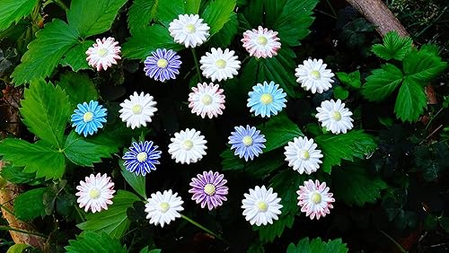 20 Keramikblumen: Gänseblümchen