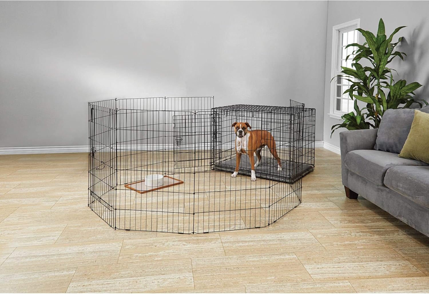 sarcoptic mange early signs