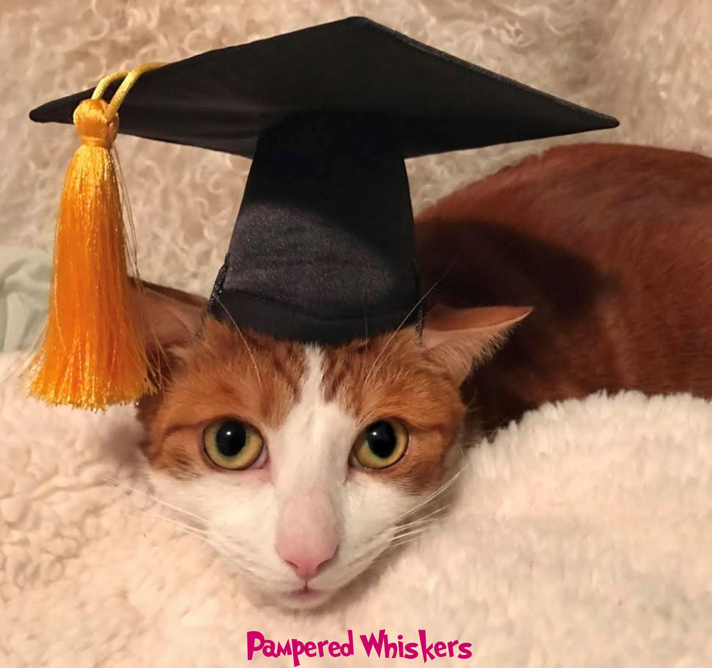 Pampered Whiskers Graduation Cap for Dogs and Cats - Your Choice of Tassel Color