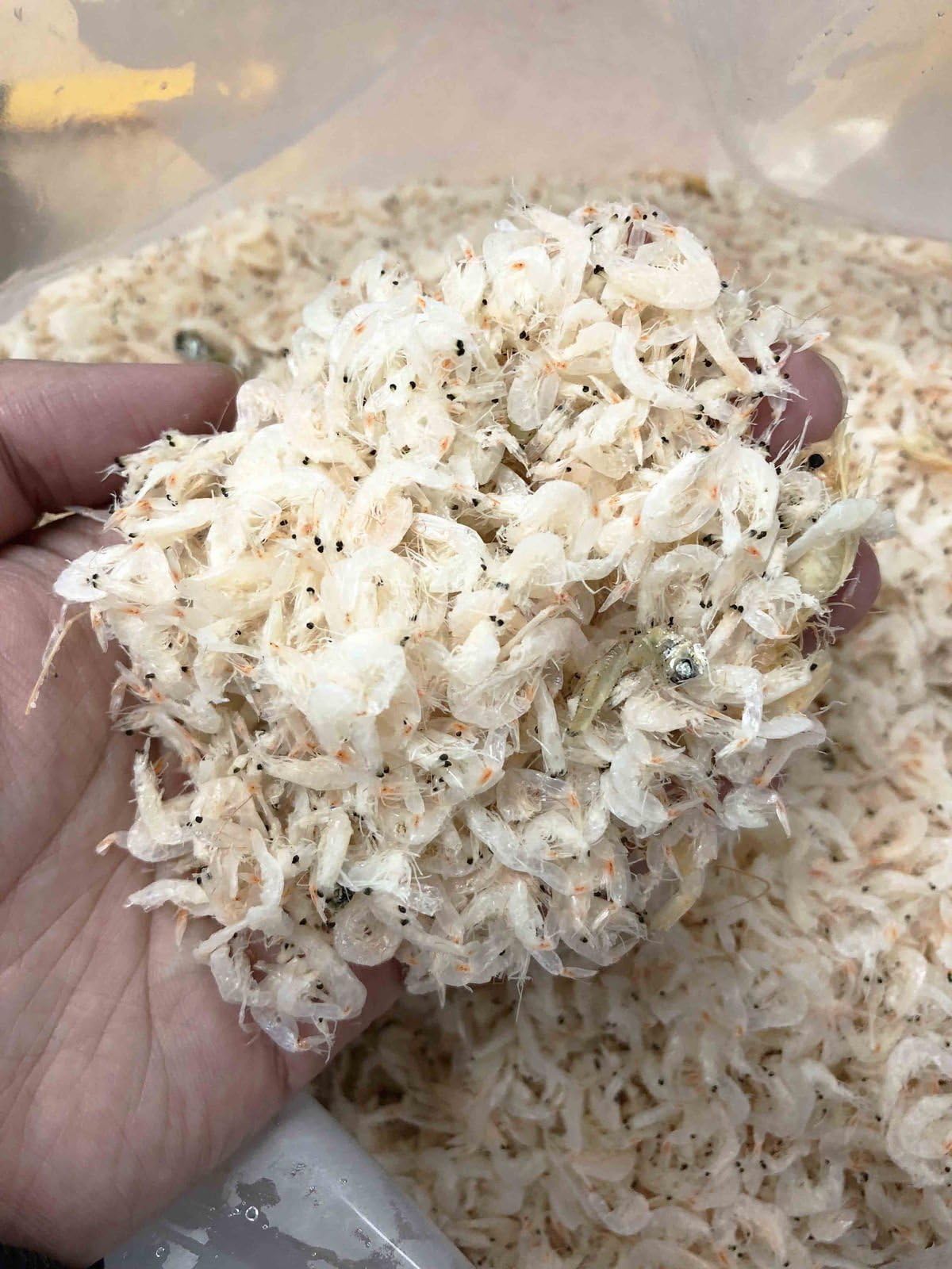 China Good Food Dried Small Juvenile Prawns Shrimps Acetes Shell 蝦皮 蝦苗 Free worldwide AIRMAIL