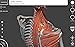 Muscular System - 3D Atlas of Anatomy