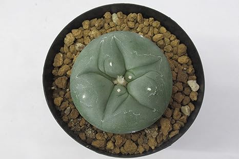 Amazon Co Jp サボテン ロフォフォラ ディフューサ 翠冠玉 翁 フワフワ３号鉢 ホーム キッチン