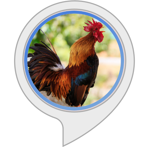 canto de galo para despertador