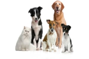 Dogs world