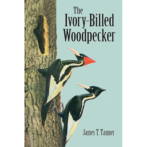 Imperial Dreams: Tracking the Imperial Woodpecker Through