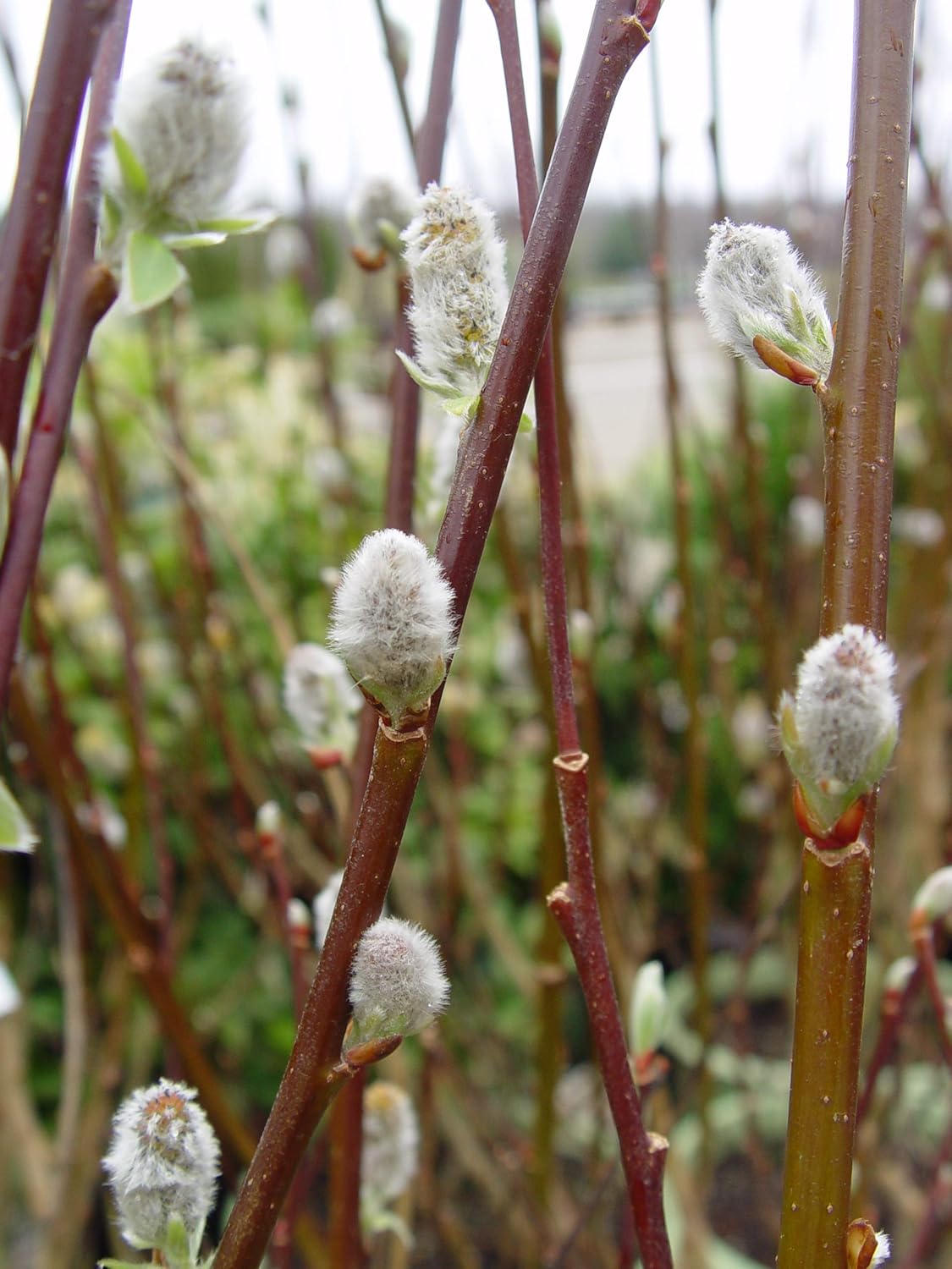 American Beauties Native Plants Salix discolor (Pussy