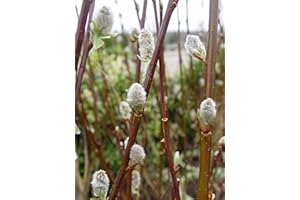 American Beauties Native Plants Salix discolor (Pussy Willow) Shrub, 3-Size Container, Gray Catkin Flowers