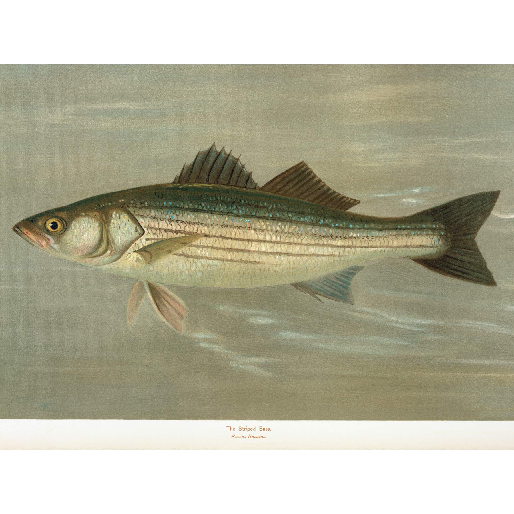 Artery8 Petrie North American Fishes Striped Bass Illustration Large Wall Art Poster Print Thick Paper 18X24 Inch