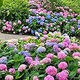 Hydrangea Seeds, 1.76 Ounces,300+ Pcs,Flower Seeds for Planting