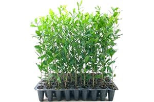 FLORIDA FOLIAGE Southern Live Oak Tree | Quercus Virginiana | 3 Live Plants | Durable Picturesque Shade Tree | Dark Green Foliage
