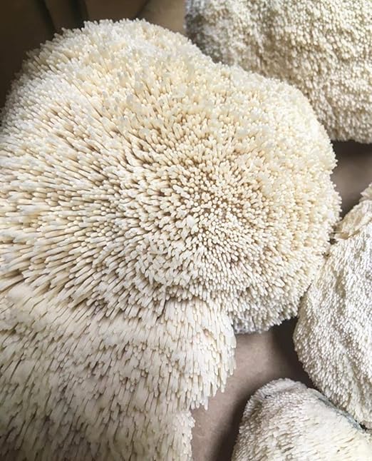 100 gramos de seta de león de micelio para cultivar setas gourmet ...