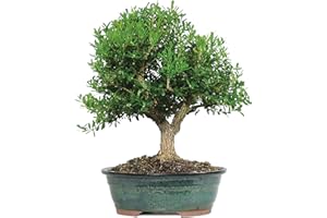 BRUSSEL'S BONSAI Brussel's Live Harland Boxwood Outdoor Bonsai Tree - 8 Years Old; 10" to 14" Tall with Decorative Container