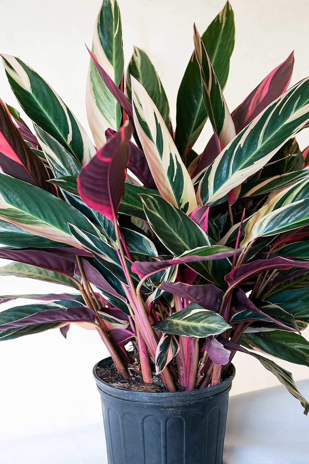 Amazon Com Stromanthe Sanguinea Triostar Tricolor Ctenanthe Cant Ship Az Ca 3 Gallon Garden Outdoor