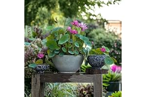 ZEshops 10pcs Mixed Color Bonsai Bowl Lotus Live Plants - Pre-Sprouted Non-GMO - Aquatic Beauties for Indoor and Outdoor Serenity Planting Instructions for Easy Grow - Great Gardening Gifts