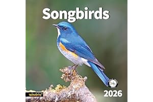 WINDRIO 2026 Wall Calendar,Calendar 2026, November 2025 - December 2026, Wall Calendar Song Birds, 12" x 24" Opened,Full Page Months Thick & Sturdy Paper for Calendar Organizing & Planning