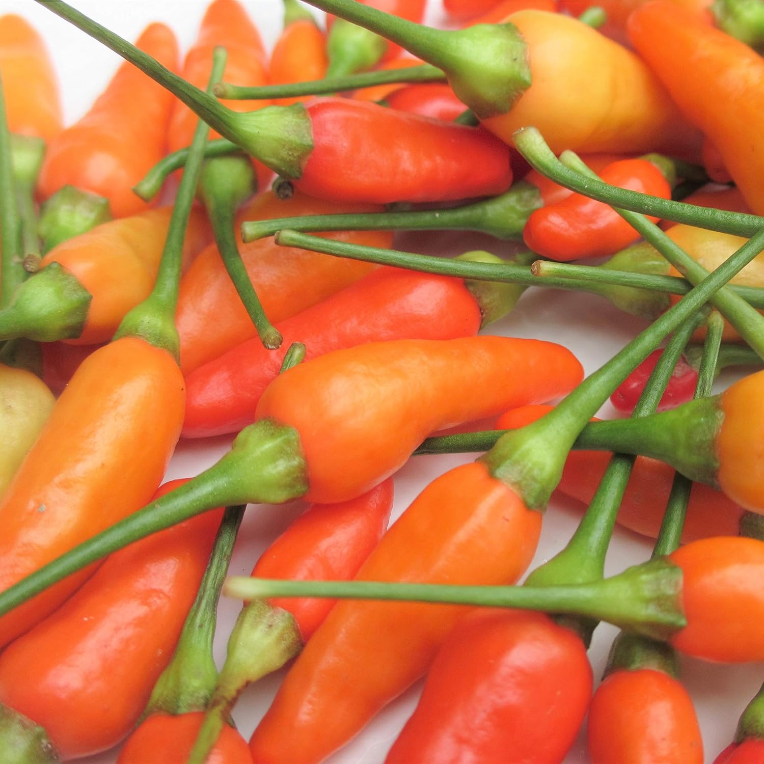 Amazon 沖縄県産 島とうがらし50g 沖縄の八百屋さん 薬味 ハーブ 通販