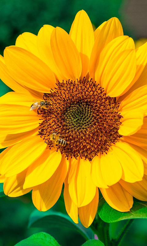 ひまわりの壁紙 Amazon Co Jp Appstore For Android