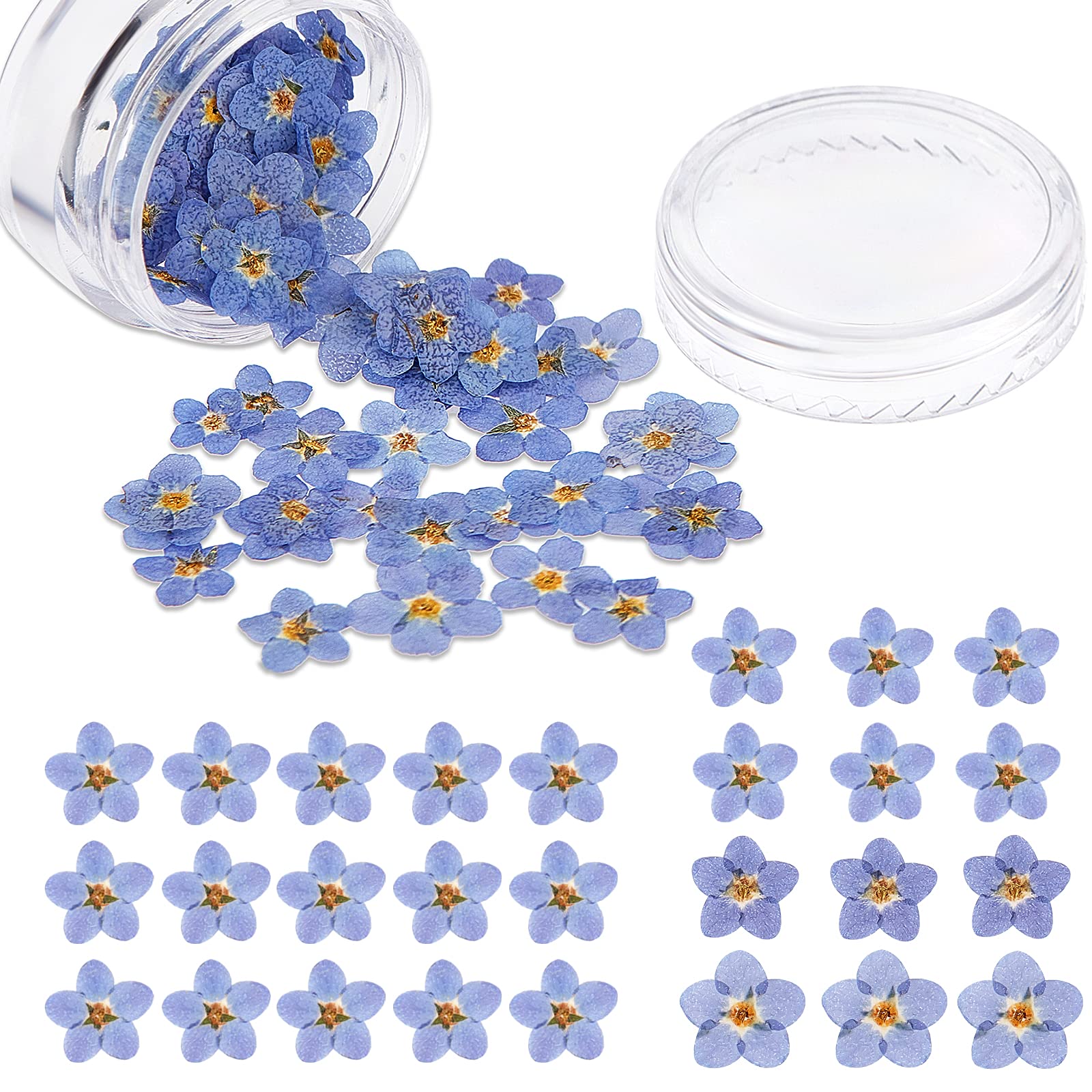 Nuanchu Natural Forget-me-not Dried Flowers Don't Forget Me Dried Real Pressed Flowers for Jewelry Candle Card Making DIY Resin Ornaments Nail Art Decorations(100 Pieces)