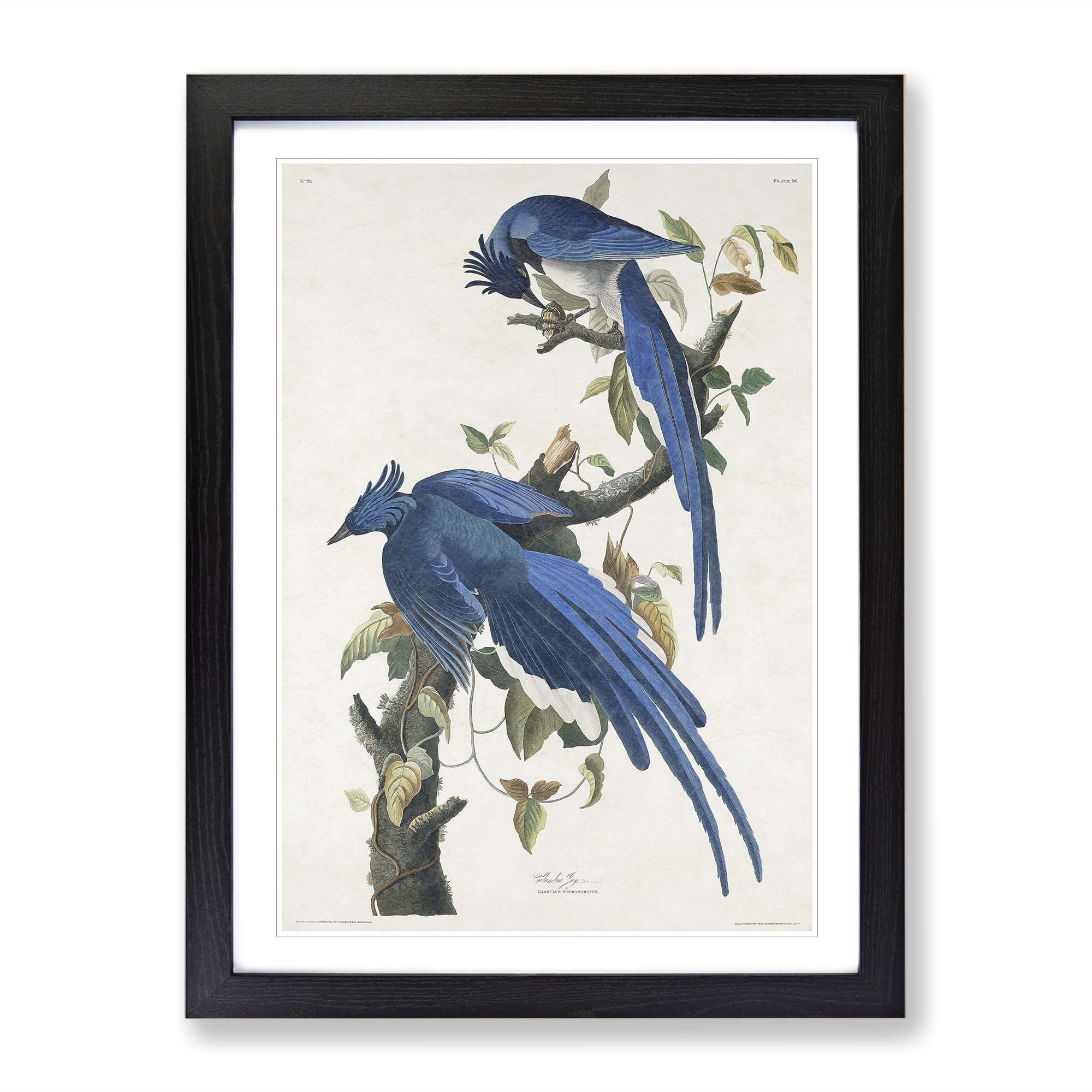 Columbia Jay By John James Audubon Vintage Framed Wall Art Print, Ready to Hang Picture for Living Room Bedroom Home Office Décor, Black A3 (34 x 46 cm)