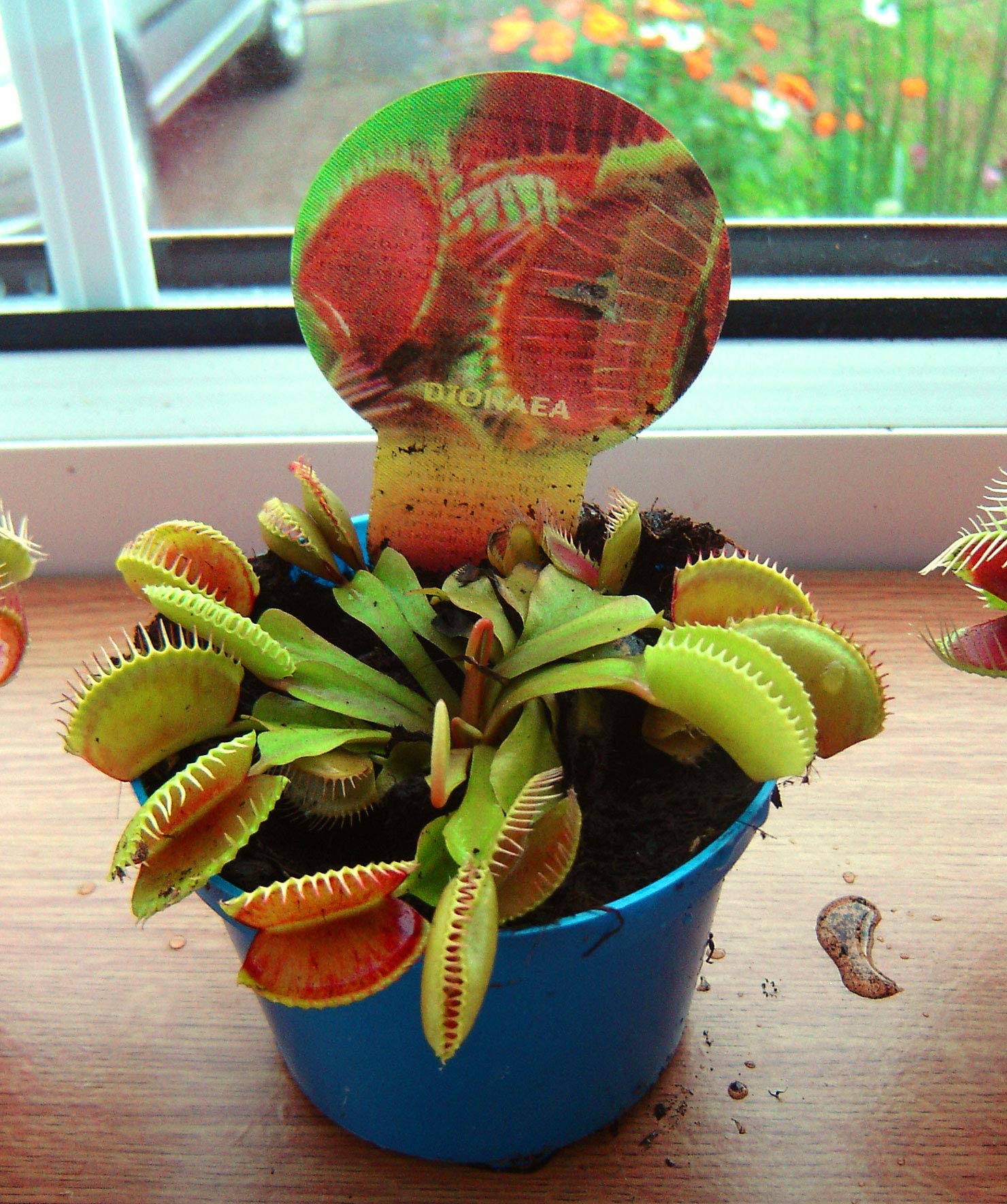 Venus Fly Trap Carnivorous Plant in 9cm Pot Dionaea Muscipula Flytrap