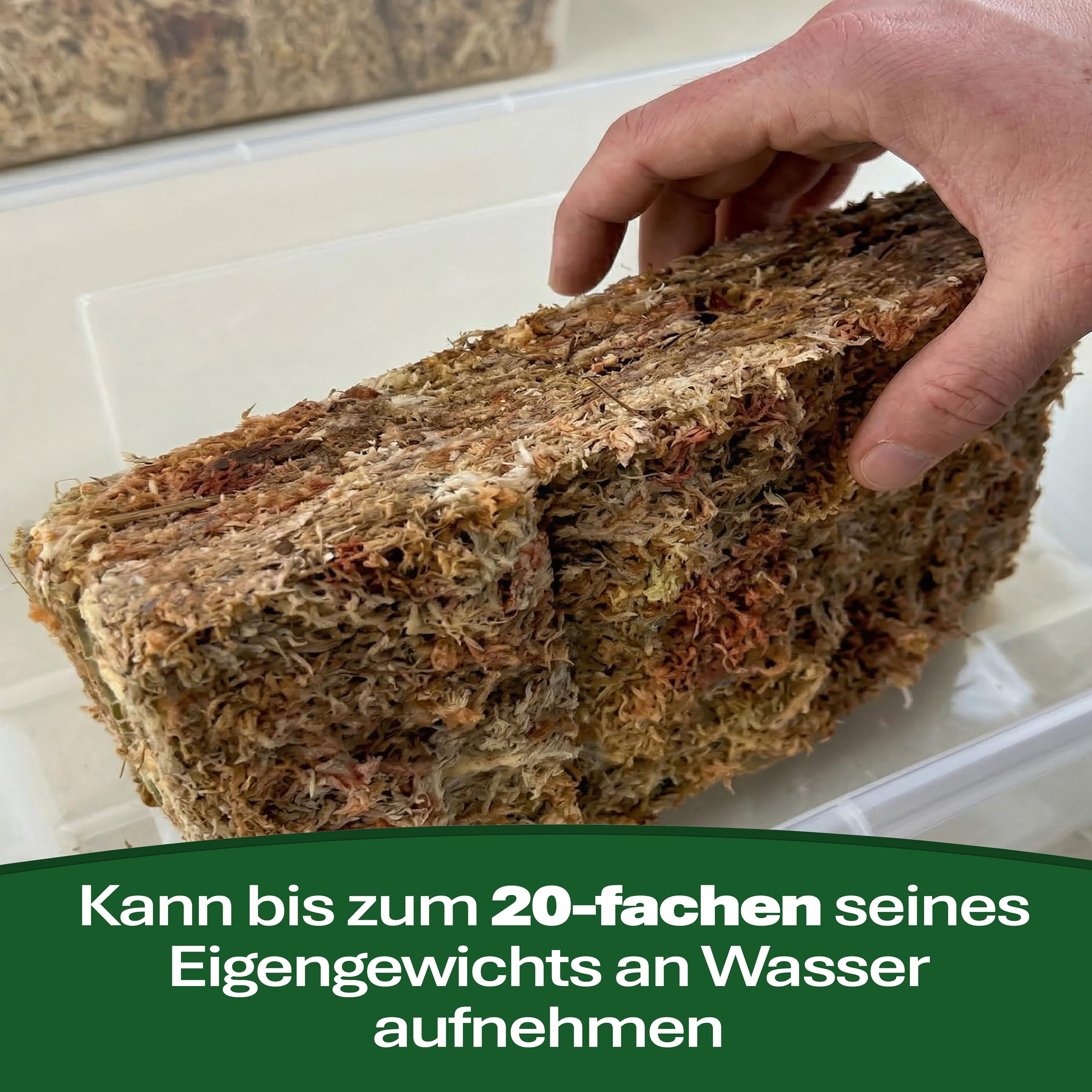 Sphagnum Moos Moosziegel aus Chile 200 g - Langfaseriges Premium Torfmoos als Substrat, für Orchideen, Zimmerpflanzen, Terrarien, Monstera & Moosstäbe 4