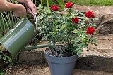 Topline Rose Plant Feed & Protect Bundle 3kg + 2x500ml Concentrate view 9