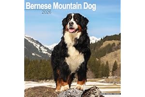Bernese Mountain Dog 2026 Calendar | Square Wall Calendar | Dog Breed Gift | Plastic Free Packaging | by Avonside Publishing